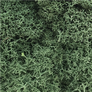 Lichen