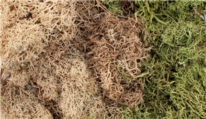 Winter Mix EZ Bushes