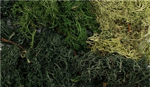 Summer Mix EZ Bushes