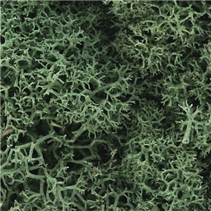 Lichen