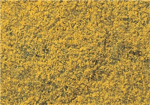 Yellow Flowering Foliage