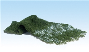 Medium Green Foliage