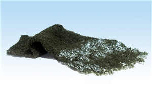 Conifer Green Foliage