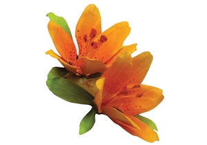 Pollen - Orange