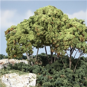 Forest Canopy