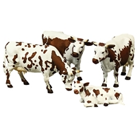 Brown Randall Lineback Cows