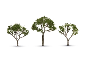 Gum Tree 2 1/2” – 3 1/2”
