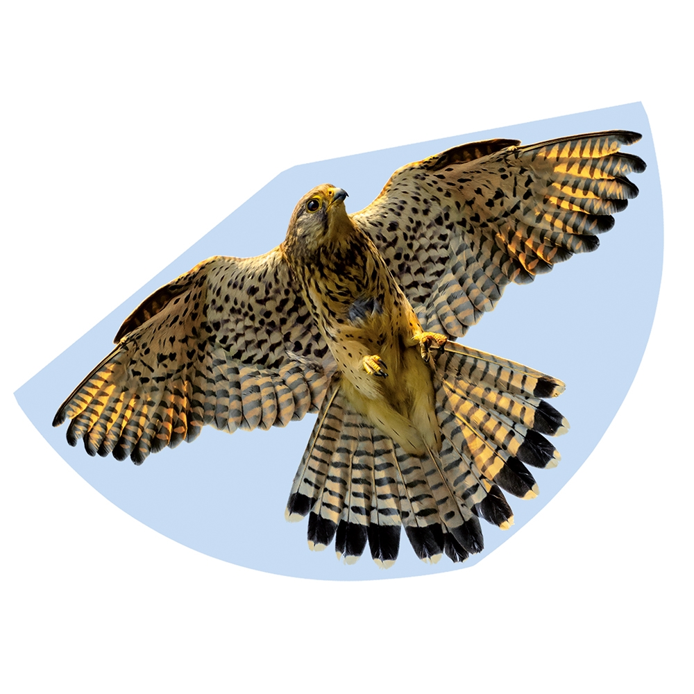 Falcon Kite