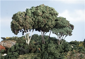 Medium Green Forest Canopy