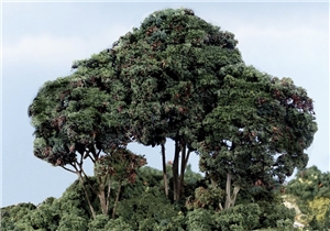 Dark Green Forest Canopy