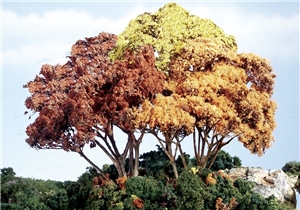 Autumn Mix Forest Canopy