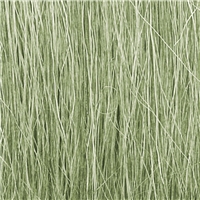 Light Green Field Grass