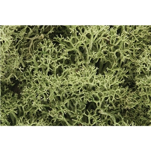 WL161 Spring Green Lichen