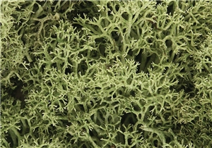WL161 Spring Green Lichen