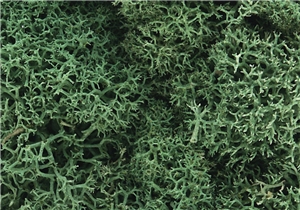 WL162 Light Green Lichen