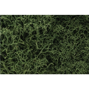 Medium Green Lichen