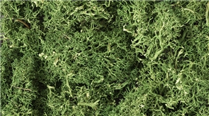 WL163 Medium Green Lichen