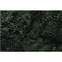 Dark Green Lichen