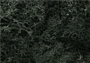 WL164 Dark Green Lichen