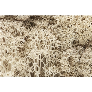 WL166 Natural Lichen