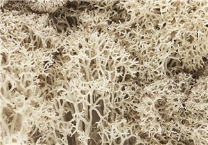 WL166 Natural Lichen