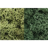 Light Green Mix Lichen