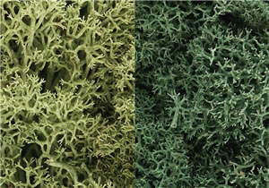 WL167 Light Green Mix Lichen