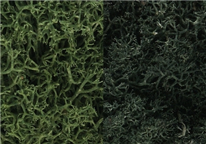 WL168 Dark Green Mix Lichen