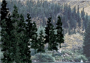 4"-6" Ready Made Pine Value Pack (24/Pk)