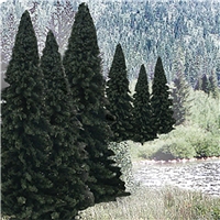 2"-4" Ready Made Evergreen Value Pack (18/Pk)