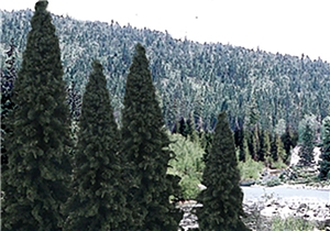 4"-6" Ready Made Evergreen Value Pack (13/Pk)