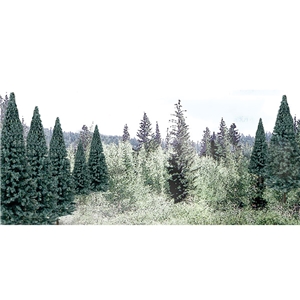 2"-4" Ready Made Blue Spruce Value Pack (18/Pk)