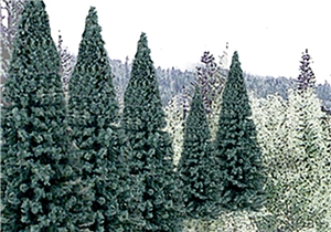 2"-4" Ready Made Blue Spruce Value Pack (18/Pk)
