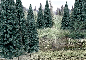 4"-6" Ready Made Blue Spruce Value Pack (13/Pk)