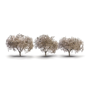 1¾"- 2¼" Cherry Blossom Trees (3/Pk)